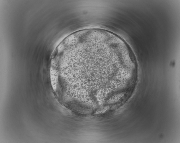 X0000111681097200908281129