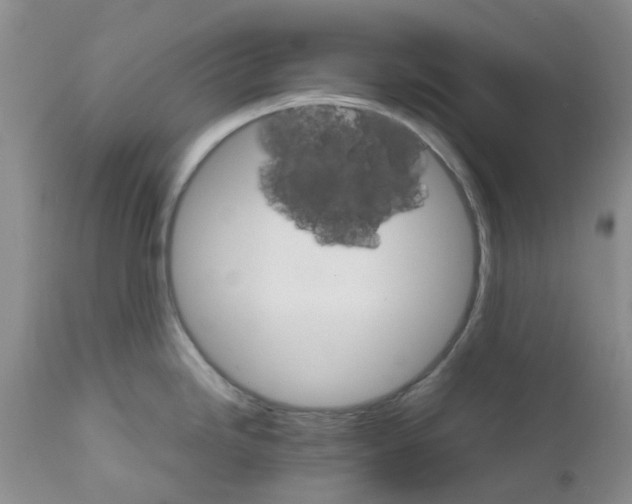 X0000111681246200908281128