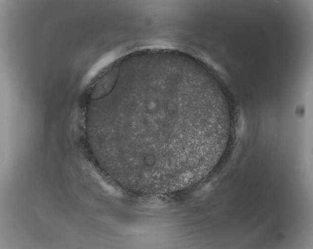 X0000111681255200908281127