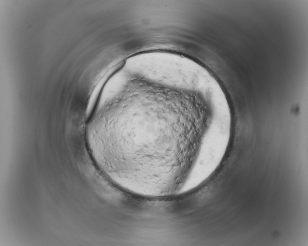 X0000111681377200908281125