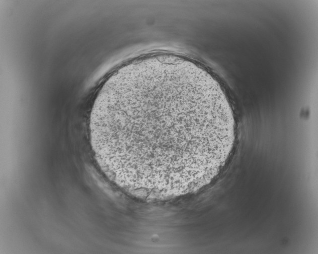 X0000111681496200908281123