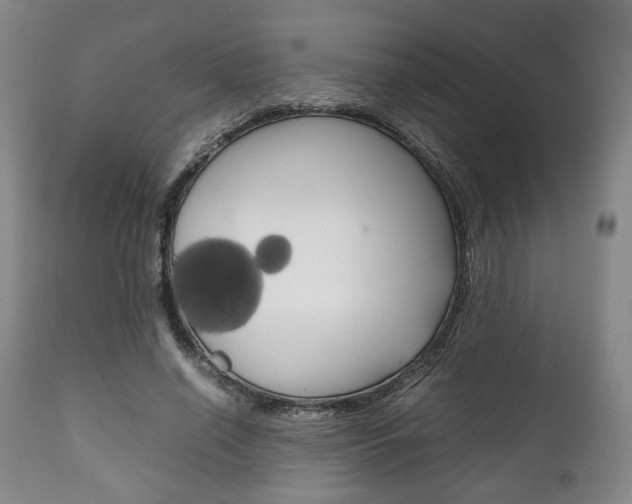 X0000111780638200907230950