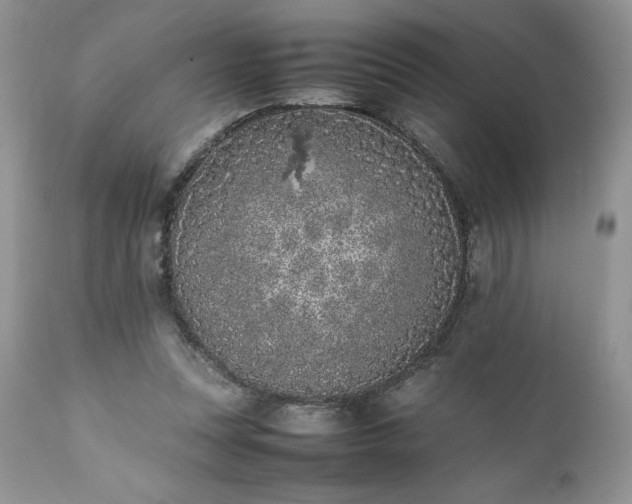 X0000111780351200907301126