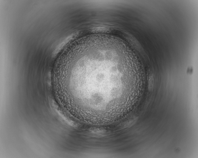 X0000111780729200907301120