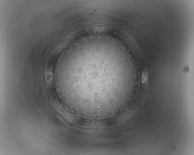 X0000111781011200907301116