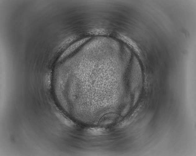 X0000111780065200908061124