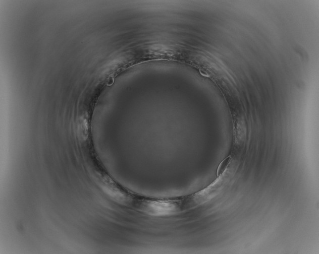 X0000111780183200908061123