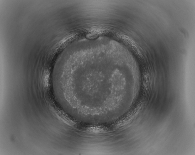 X0000111780596200908061116