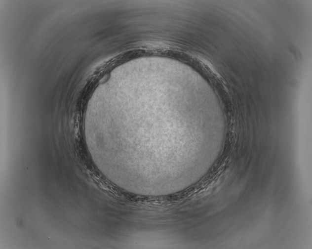 X0000111781016200908061110