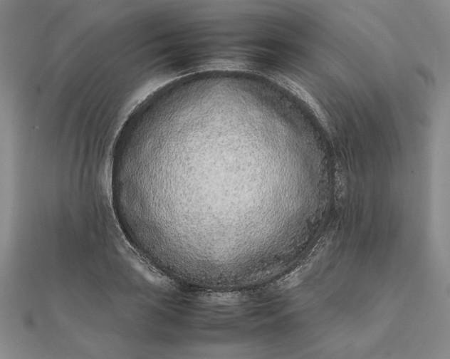 X0000111781035200908061110