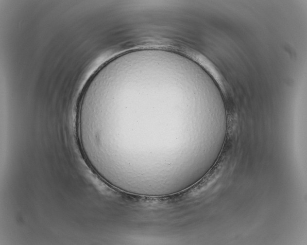 X0000111781099200908061109