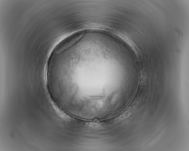 X0000111781128200908061109