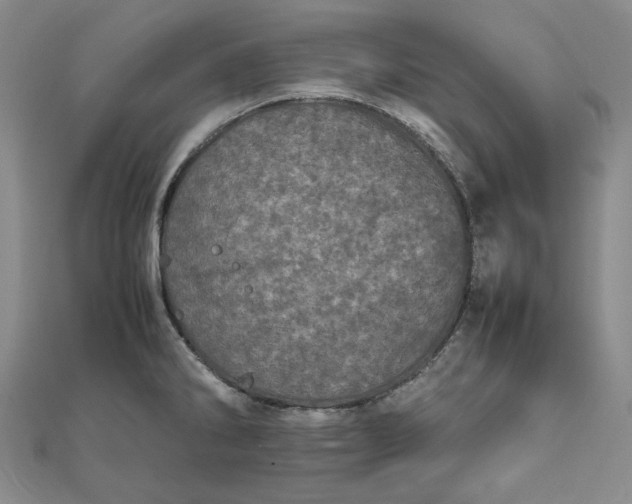 X0000111781286200908061107