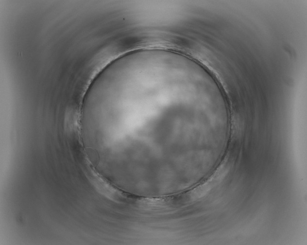 X0000111781481200908061104