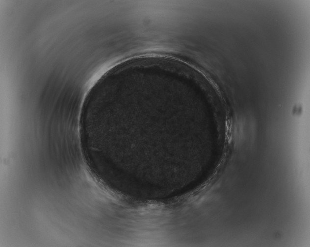 X0000111780196200908131356