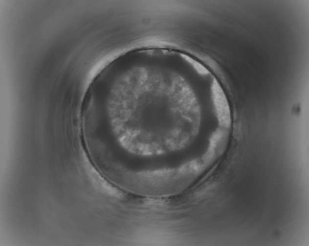 X0000111781191200908131341