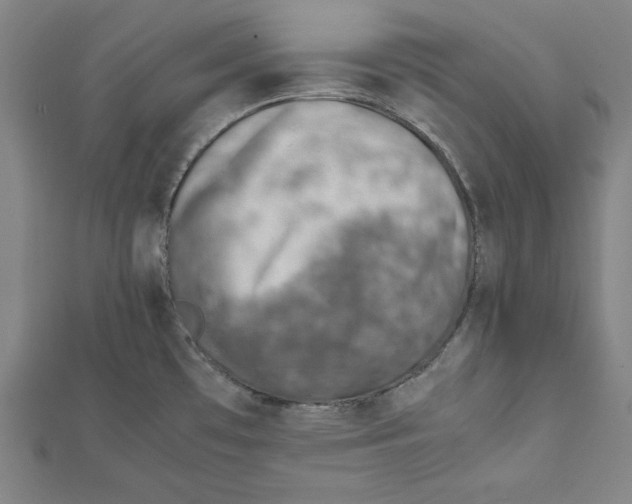 X0000111781481200908201059