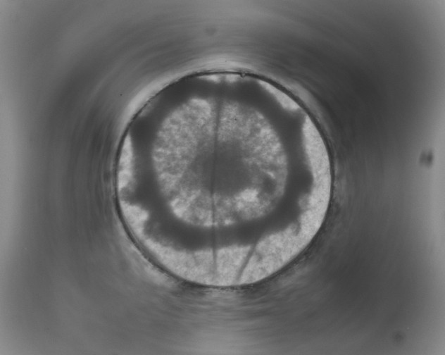 X0000111781191200909031126