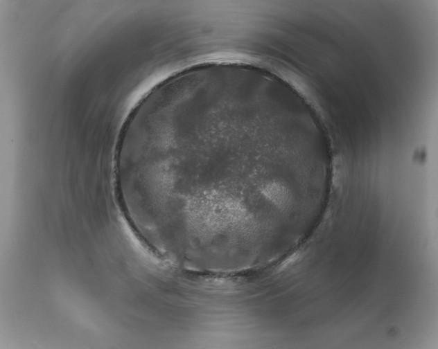 X0000111791229200907301138