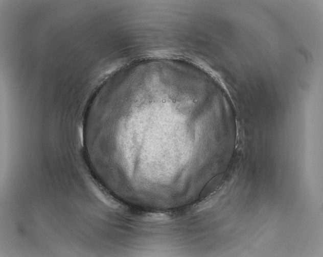 X0000111790061200908061145