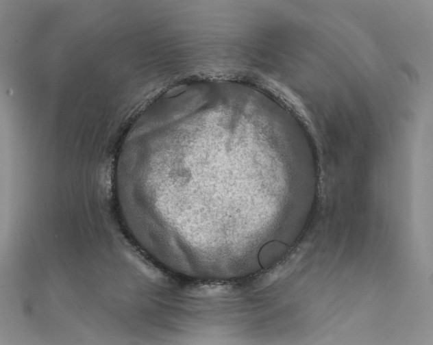 X0000111790065200908061145