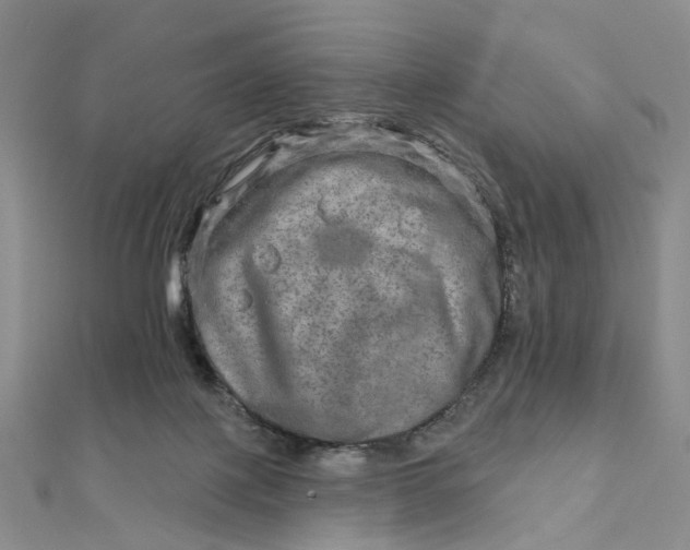 X0000111790075200908061145