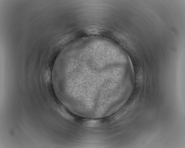 X0000111790081200908061146