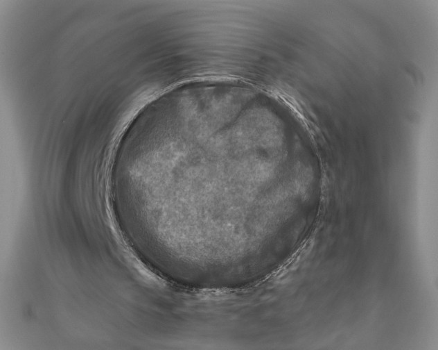 X0000111790145200908061144