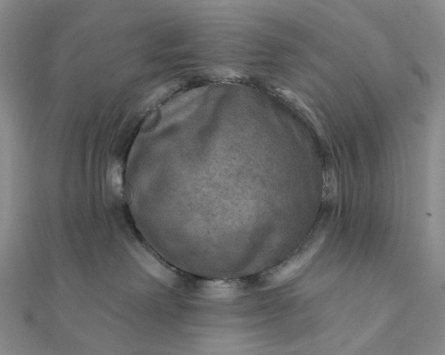 X0000111790238200908061143