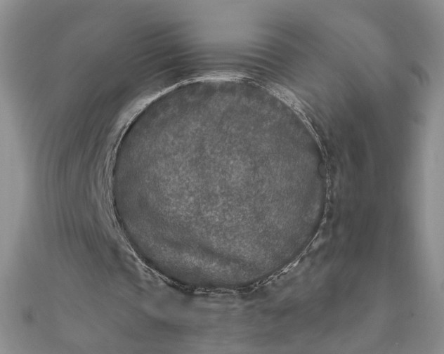 X0000111790337200908061141