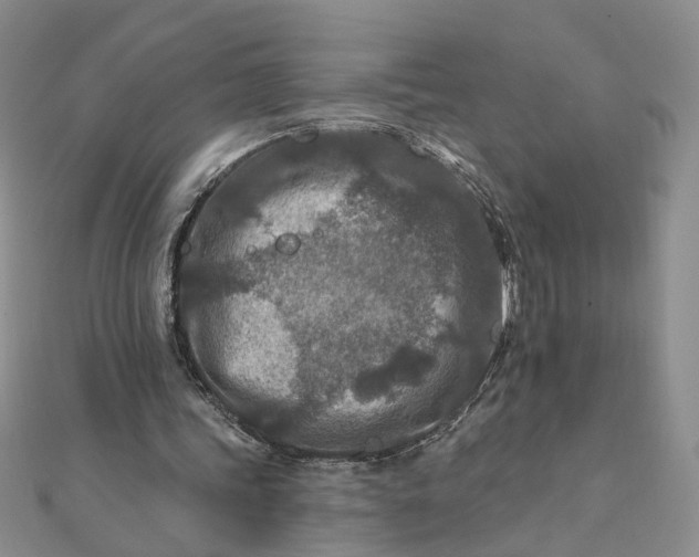 X0000111790339200908061141