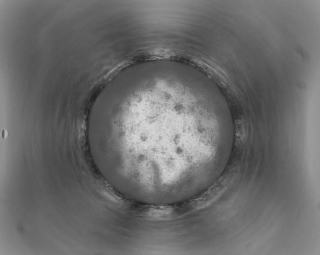 X0000111790369200908061141