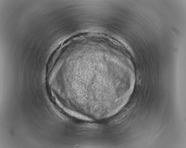 X0000111790437200908061140