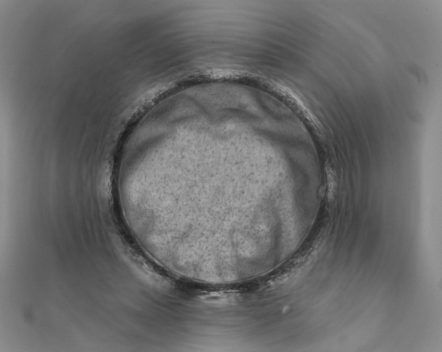 X0000111790447200908061140