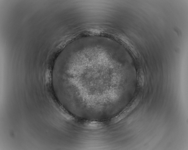 X0000111790467200908061140