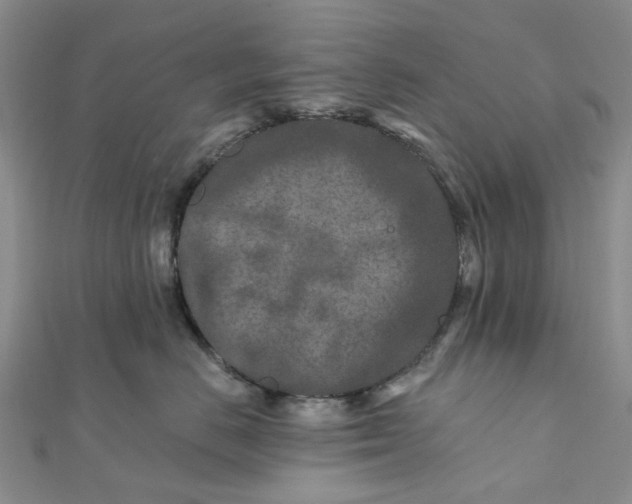 X0000111790670200908061137