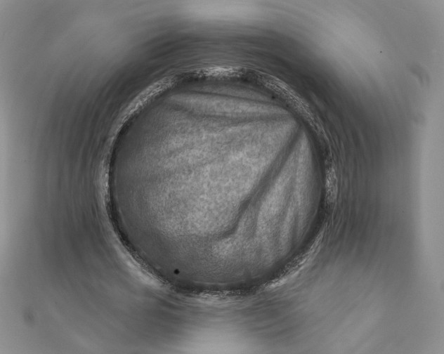 X0000111790725200908061136