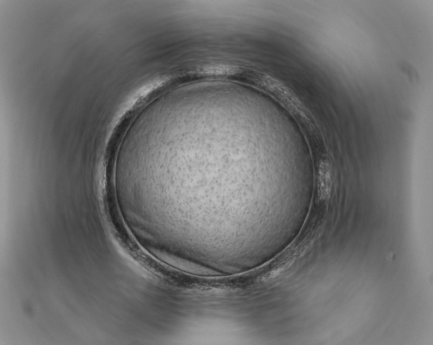 X0000111790726200908061136