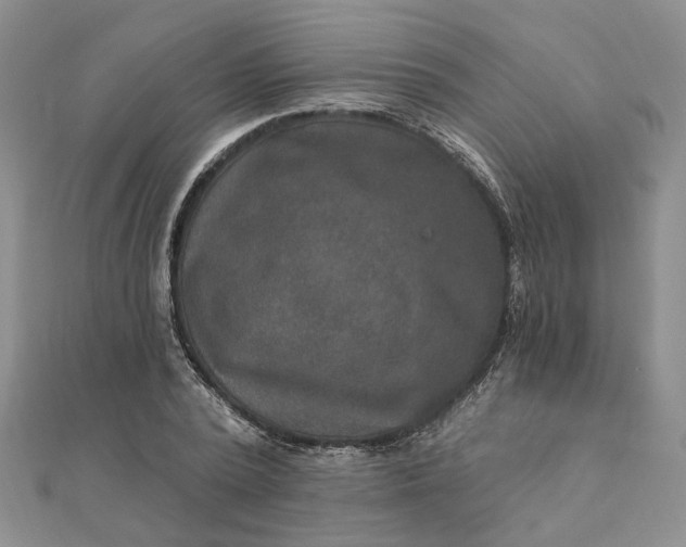 X0000111790784200908061135