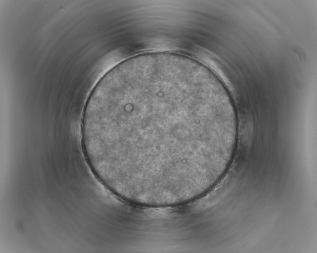 X0000111790810200908061135