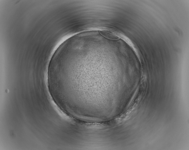 X0000111790811200908061135