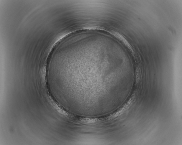 X0000111790831200908061135