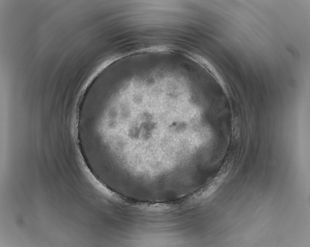 X0000111790851200908061135