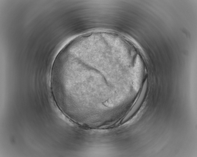 X0000111790860200908061135