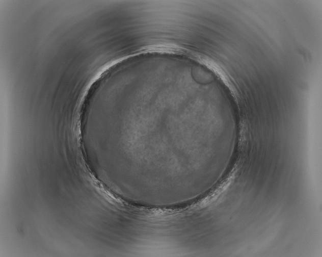 X0000111790923200908061133