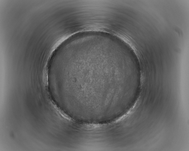 X0000111790925200908061133