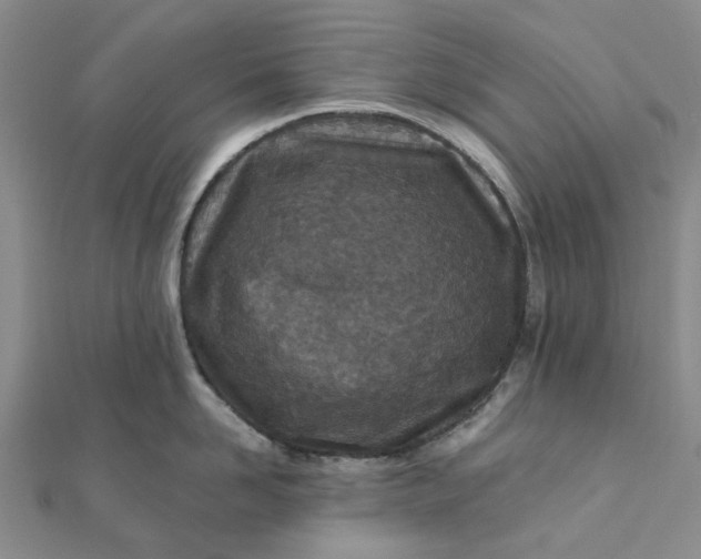 X0000111790958200908061134