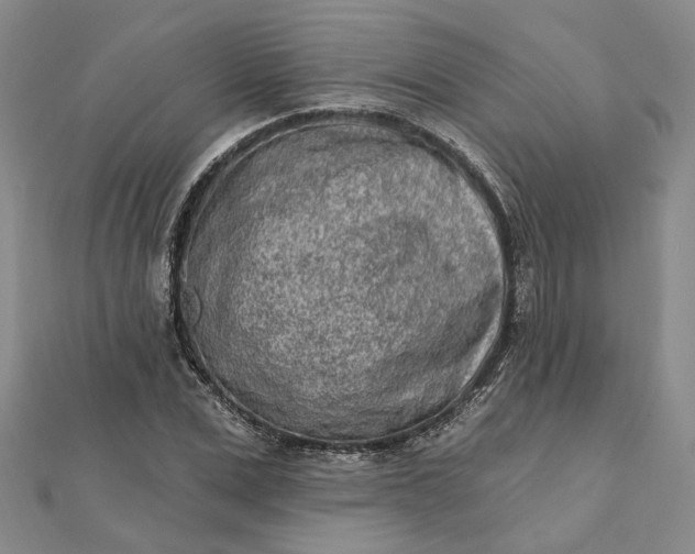 X0000111790975200908061133