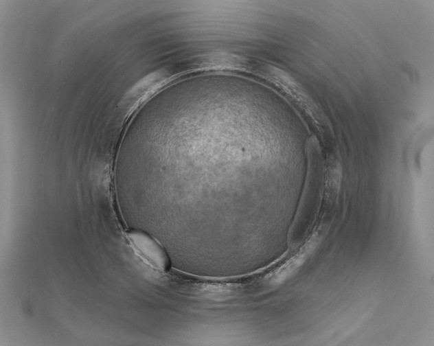 X0000111790985200908061133