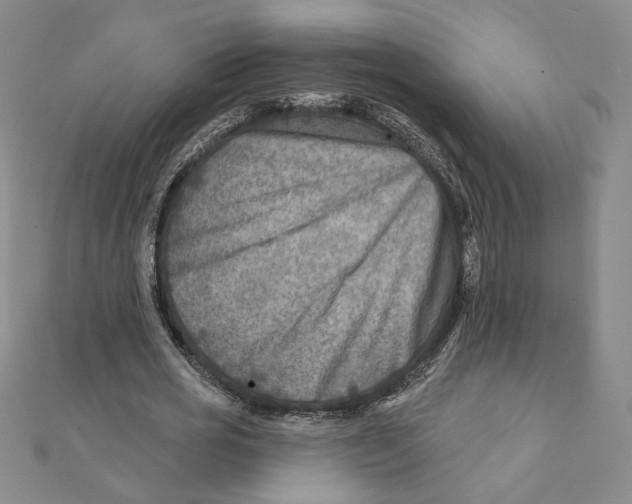 X0000111790725200908201131